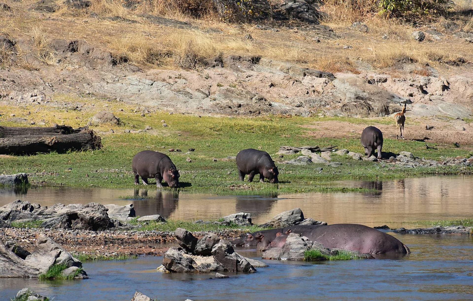 4 Days Safari in Ruaha National Park