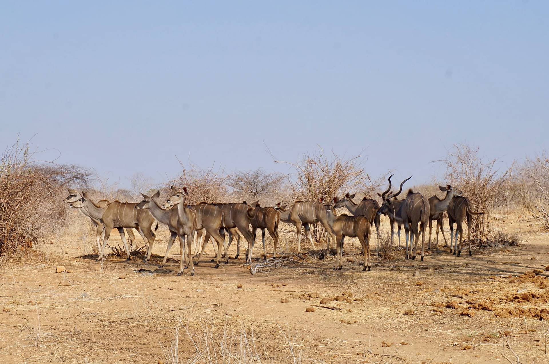 3 Days Safari to Ruaha National Park