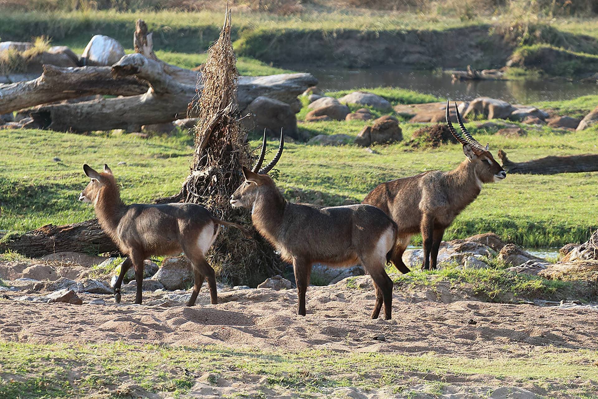 3 Days Safari to Ruaha National Park