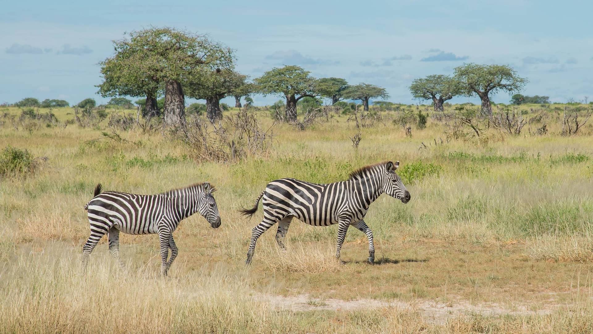 Ruaha National Park – Ruaha National Park Zebras