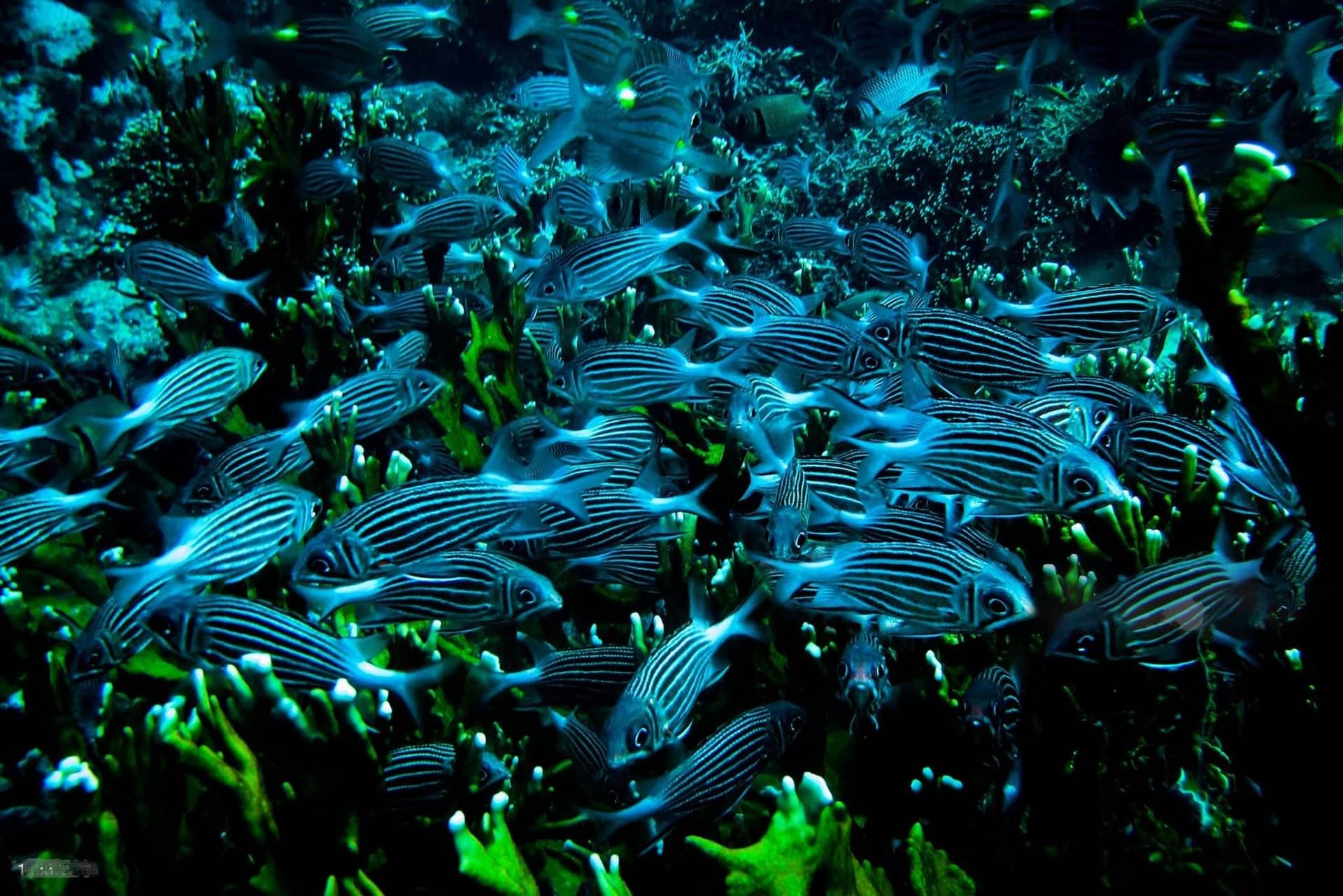 Mafia Island Marine Park – School Of Yellow Spot Emperors Swarm Over Fire Coral On Reefs In Chole Bay Mafia Island