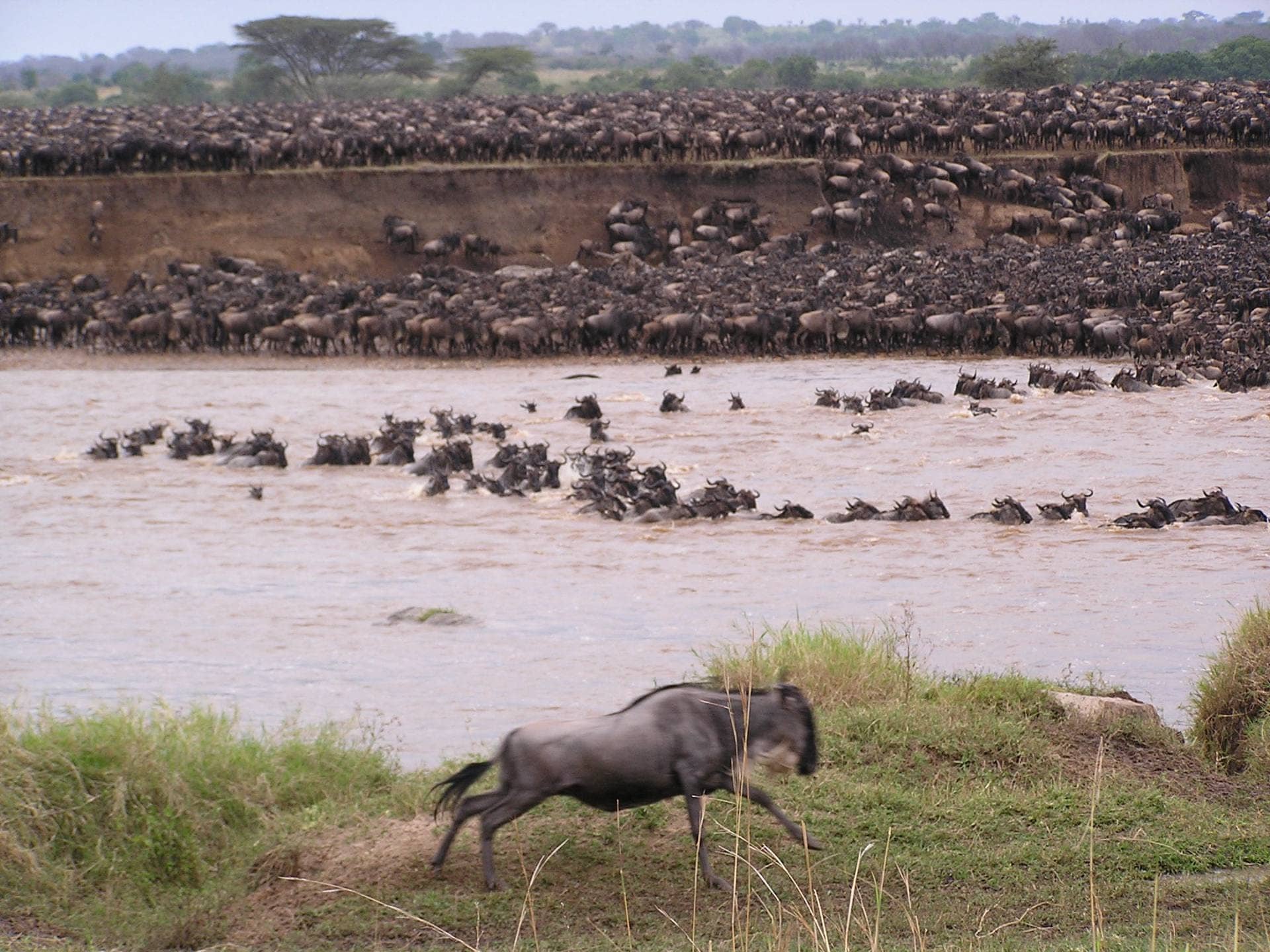 7 Days Serengeti Great Migration Safari