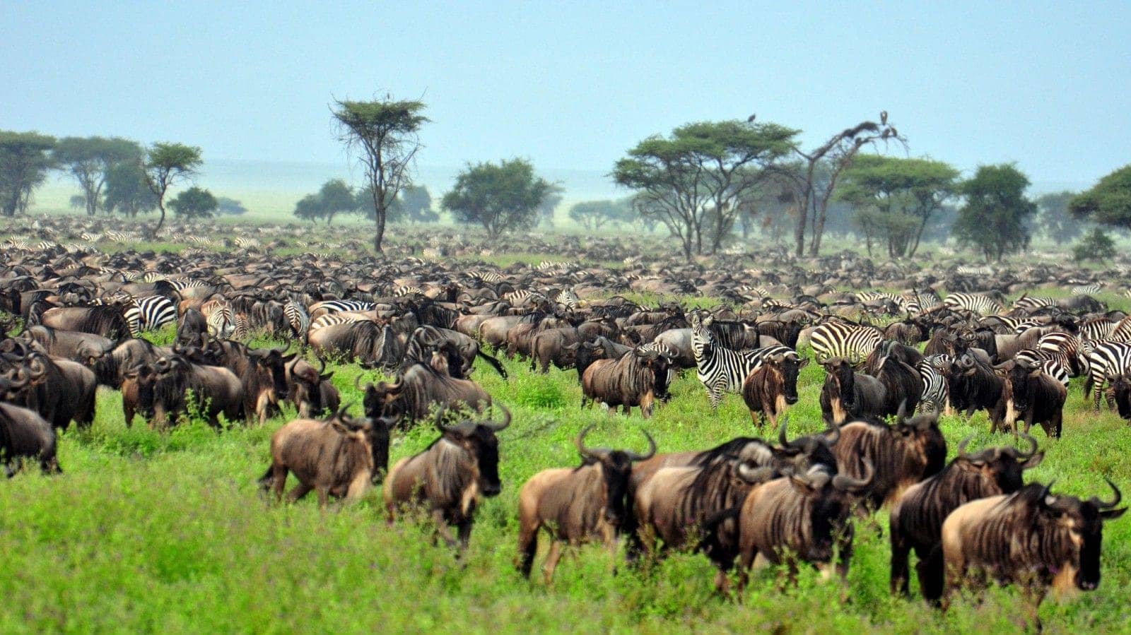 4 Days Serengeti Migration Camping Safari