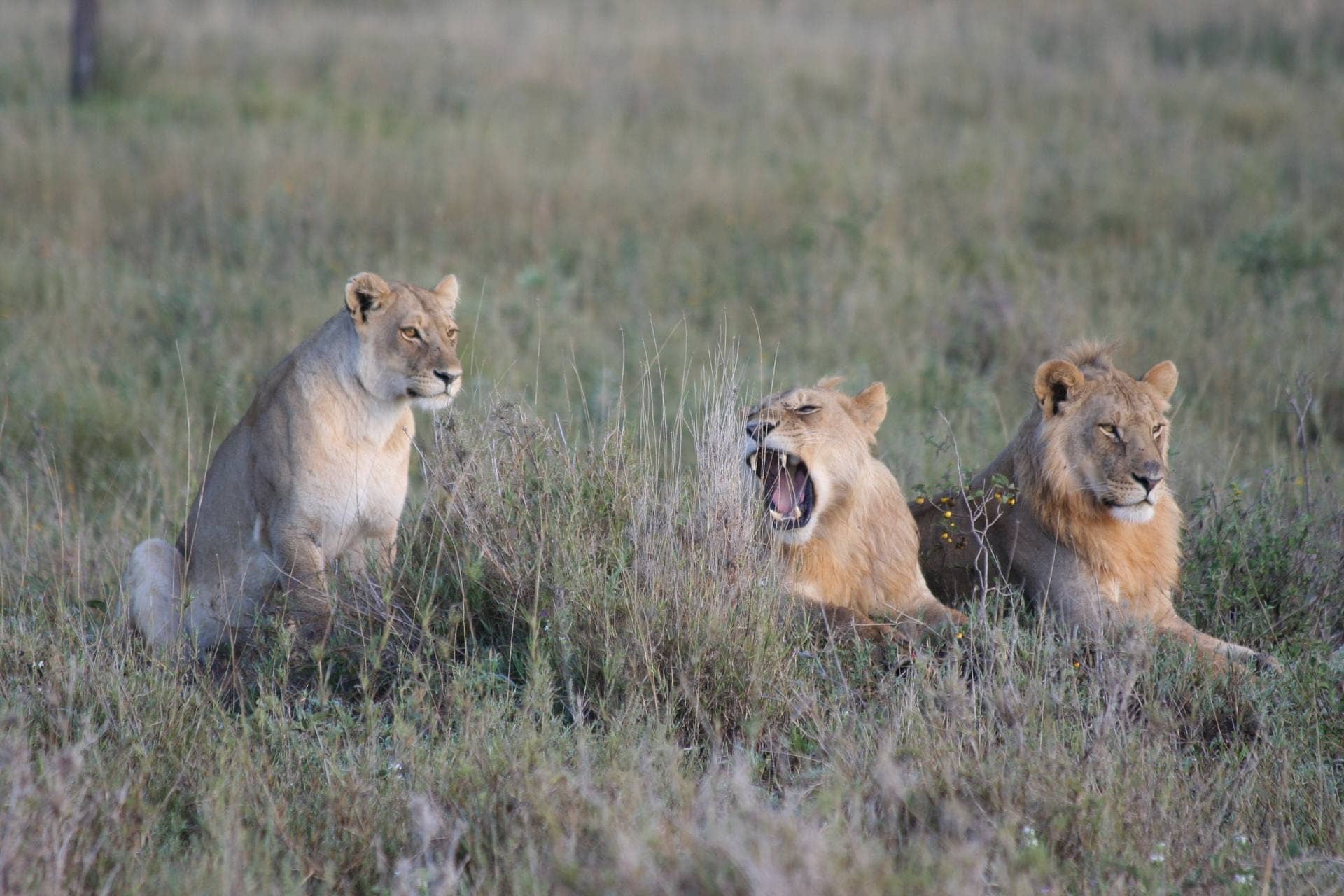 3 Days to Serengeti National Park