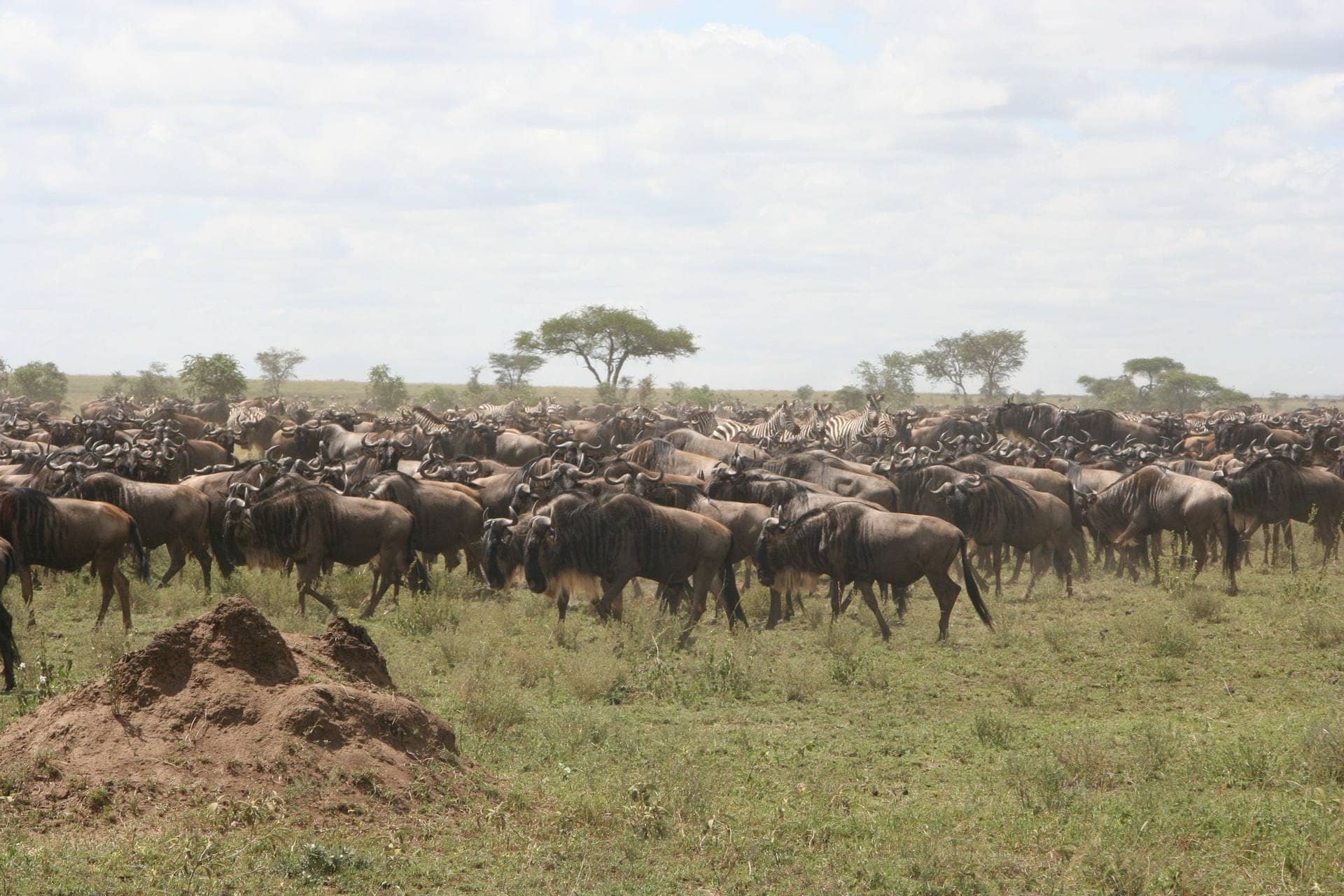 5-Day Serengeti Wildebeest Migration Camping Safari
