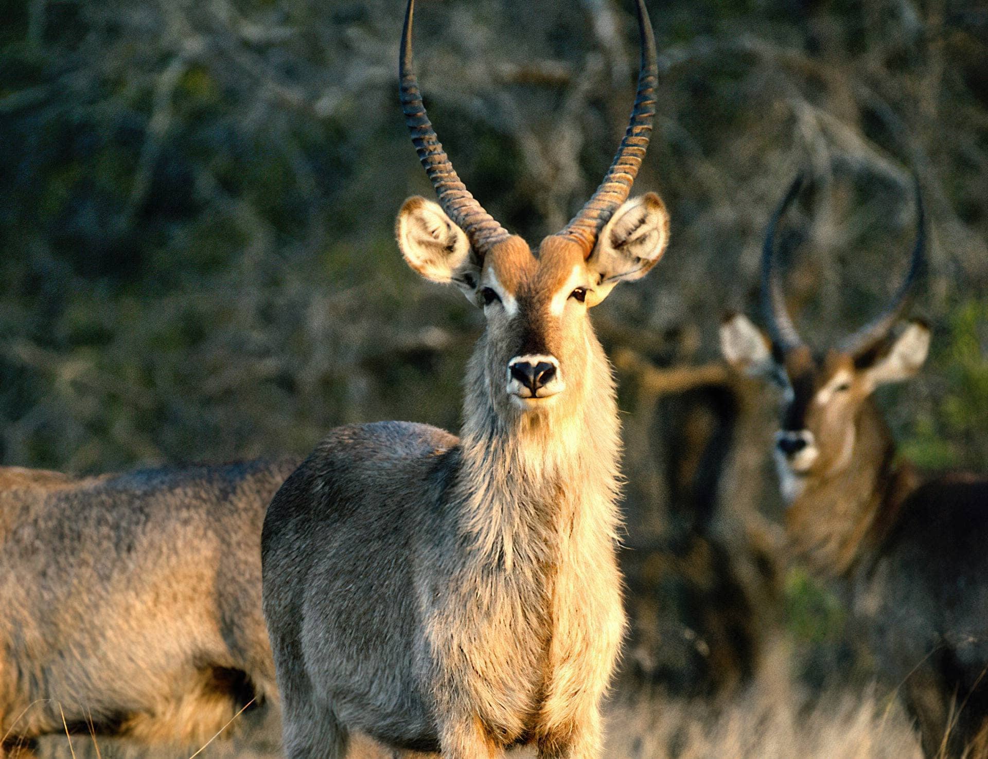Tarangire National Park