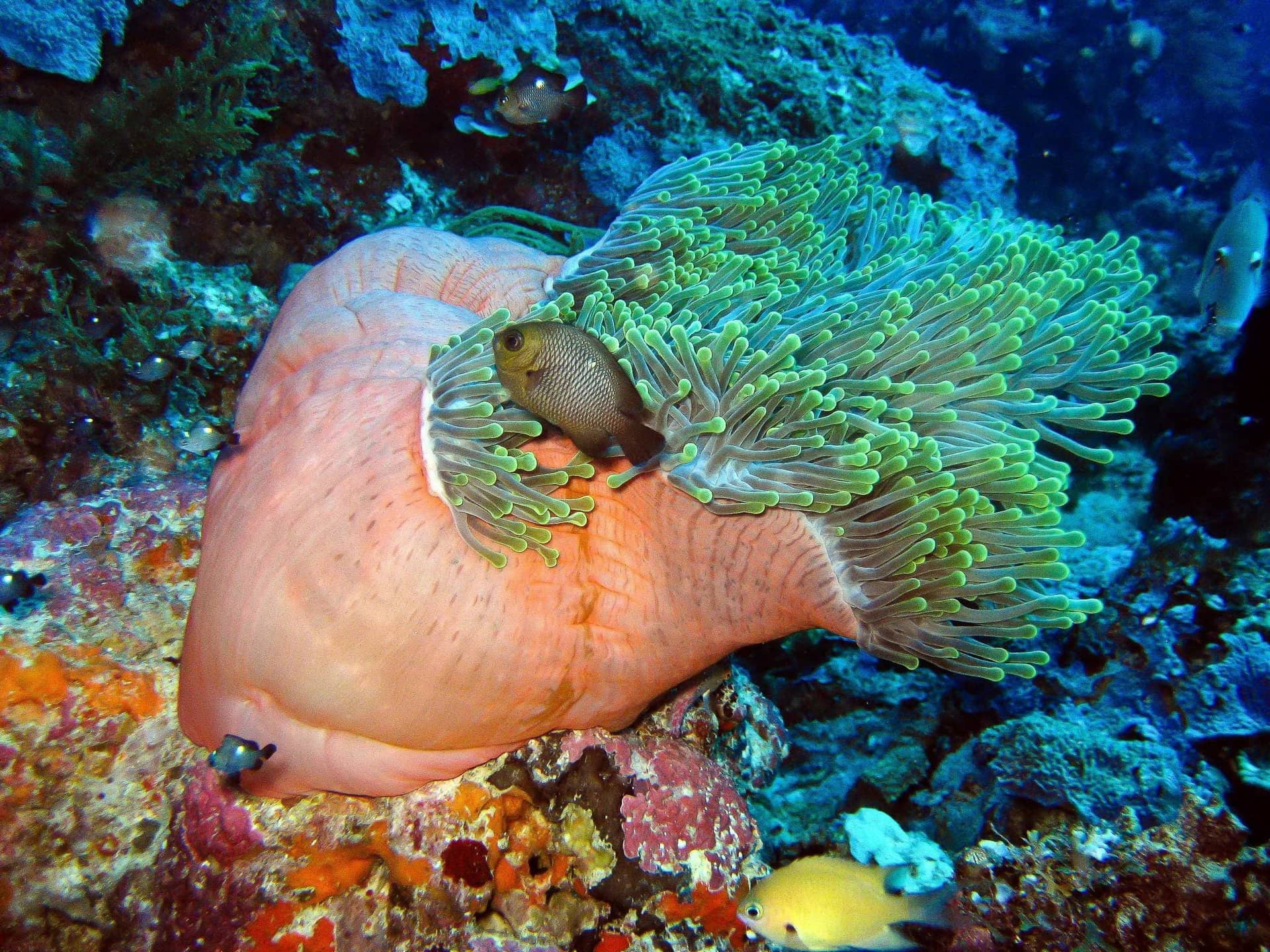 Mafia Island Marine Park – Underwater Corals Mafia Island Marine Park