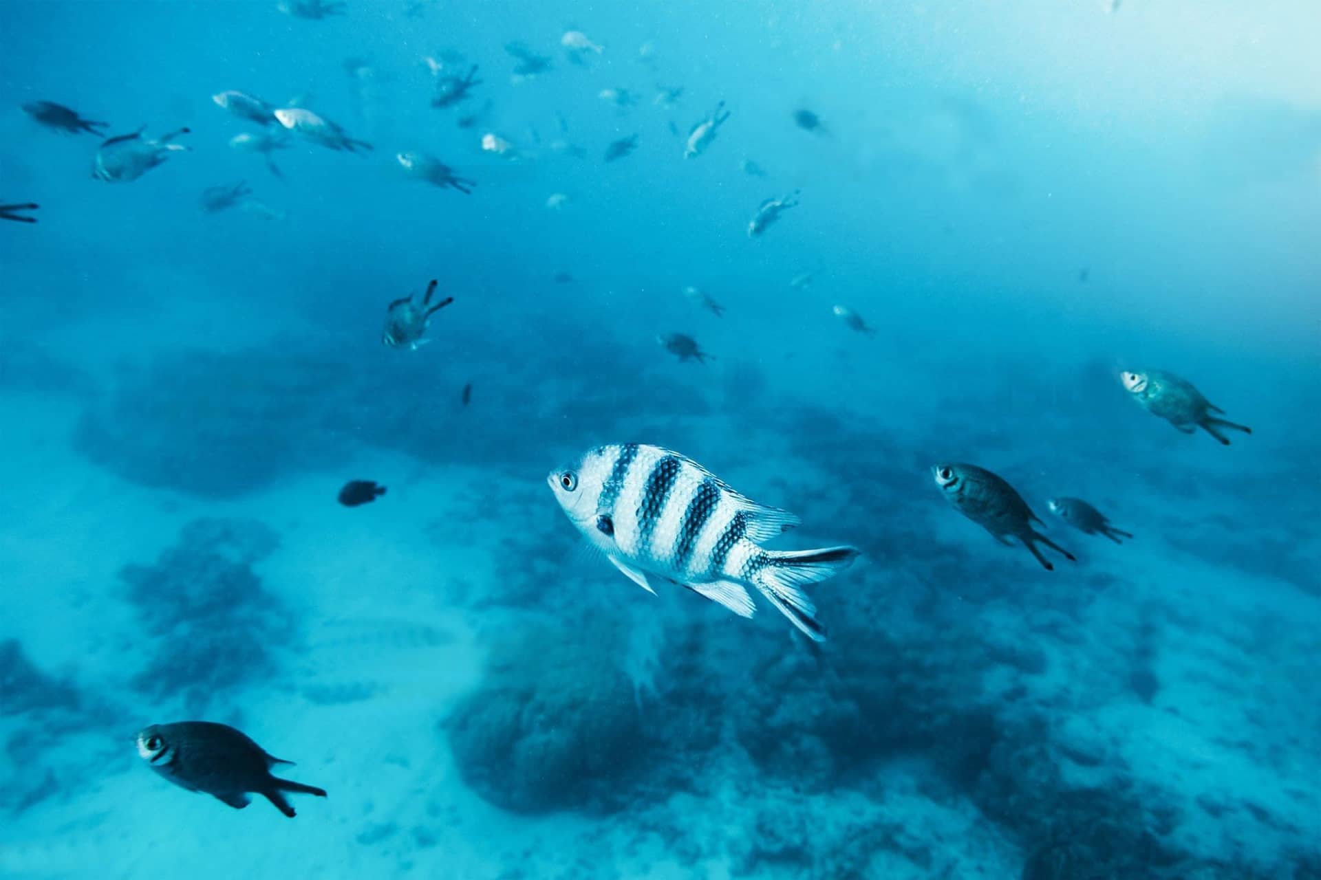 Mnemba Island Conservation Area – Zanzibar Mnemba Island Colourful Fish