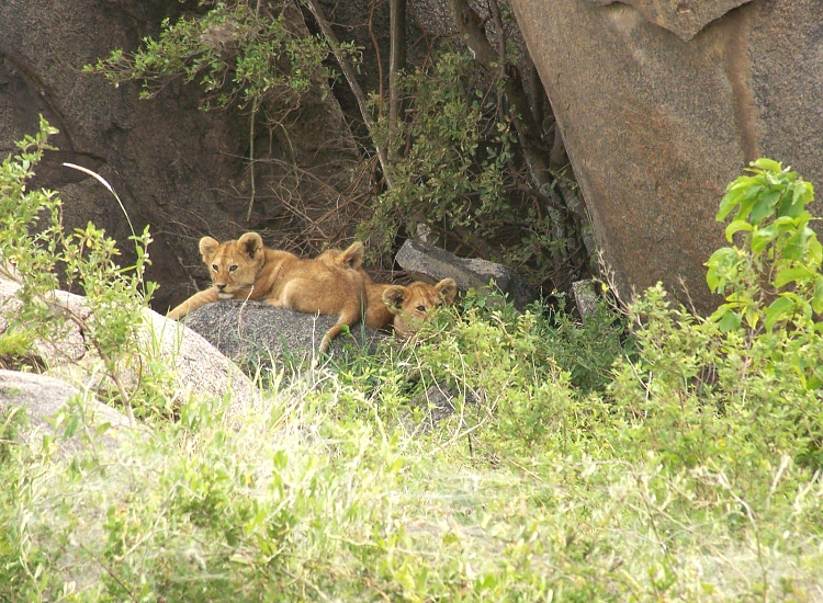 Udzungwa Mountains – photo 4