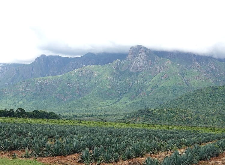 Usambara Mountains – photo 2