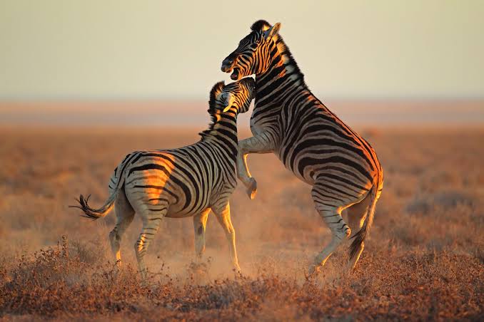 7 Days Serengeti Great Migration Safari