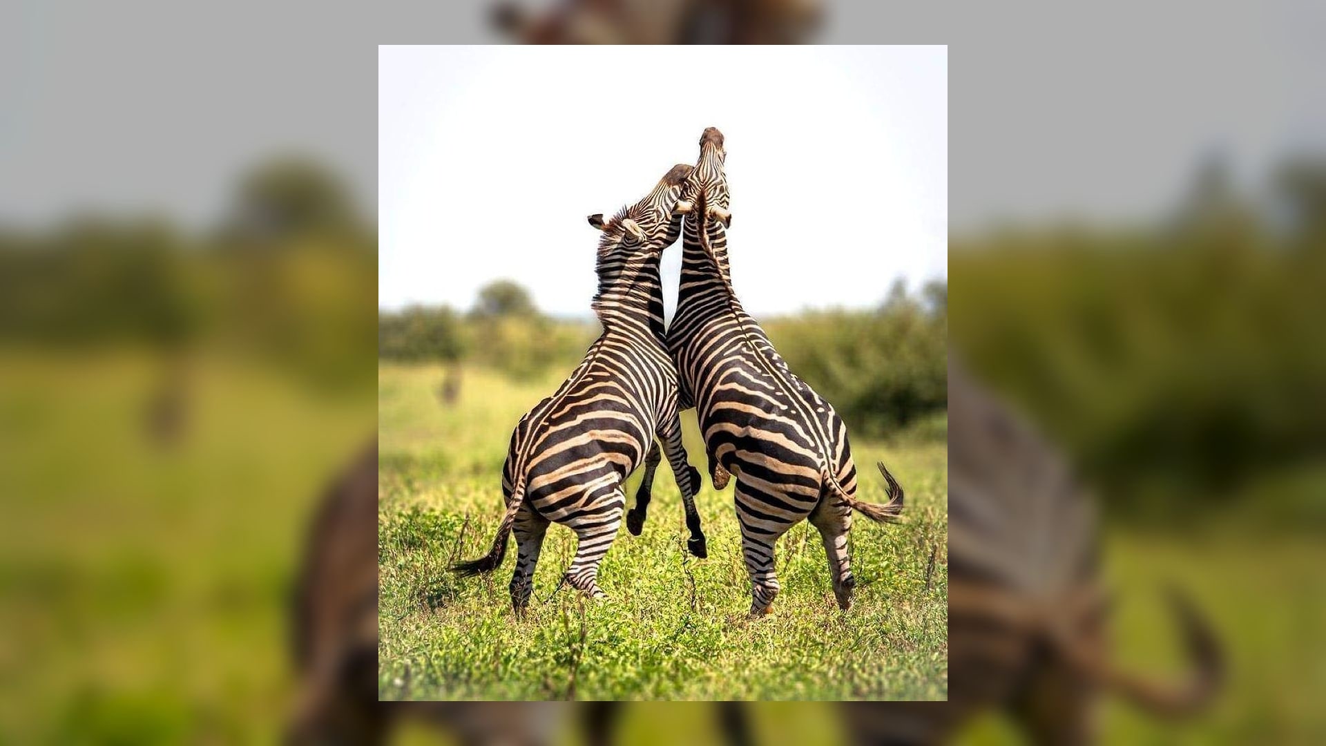 Zebra and giraffe herds on the Mikumi savanna