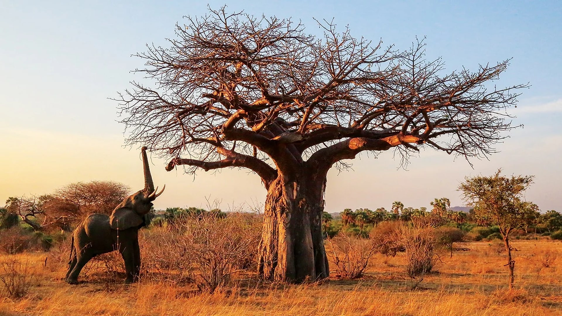 Elephants beneath ancient baobabs in Ruaha, the land of giants