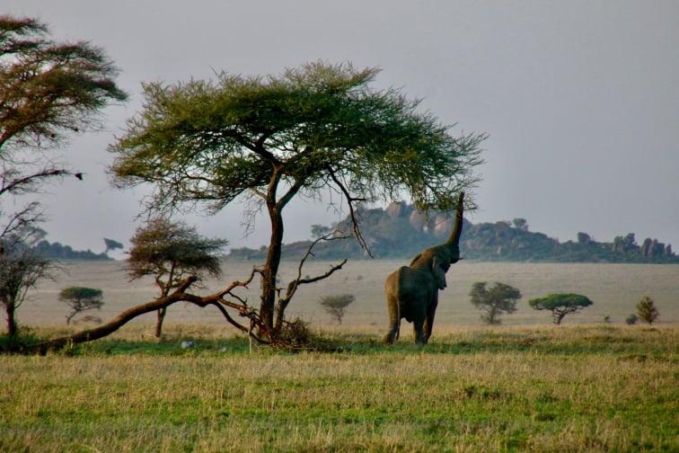 6 Days Selous and Ruaha