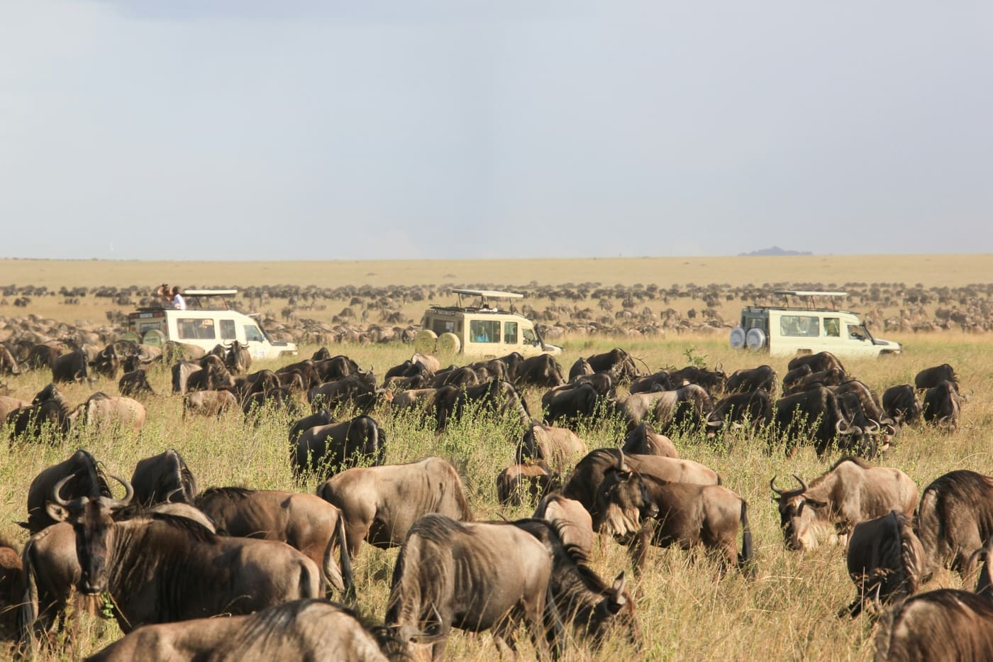 10 Days Tanzania Highlights: Safari & Zanzibar