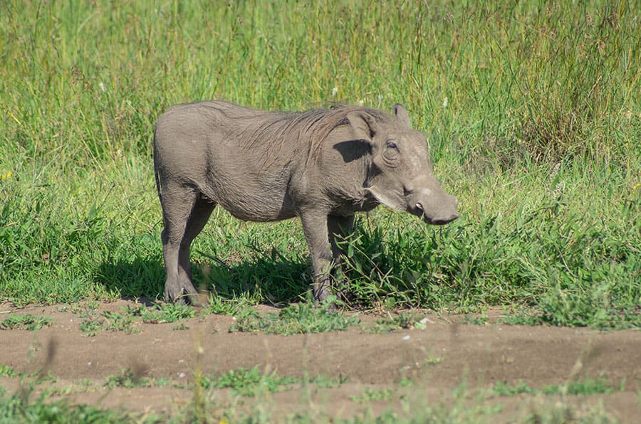14 Days Ruaha Wilderness Safari