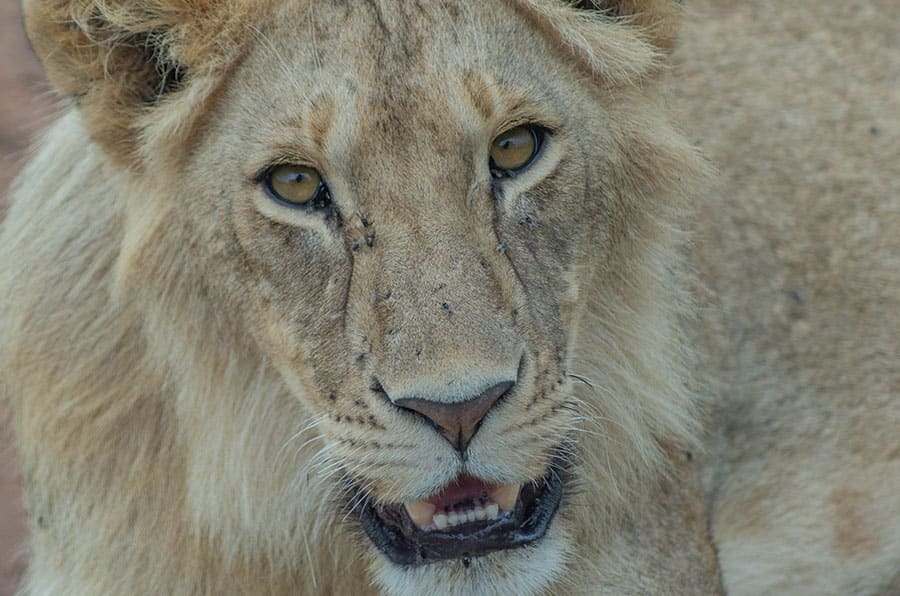 14 Days Ruaha Wilderness Safari