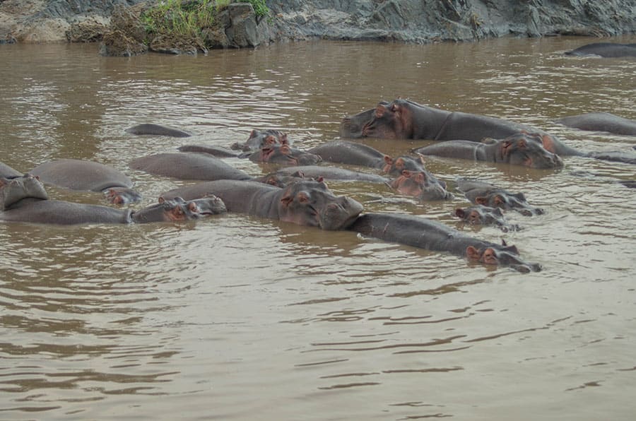 3 Days Budget Mikumi Safari by SGR Train