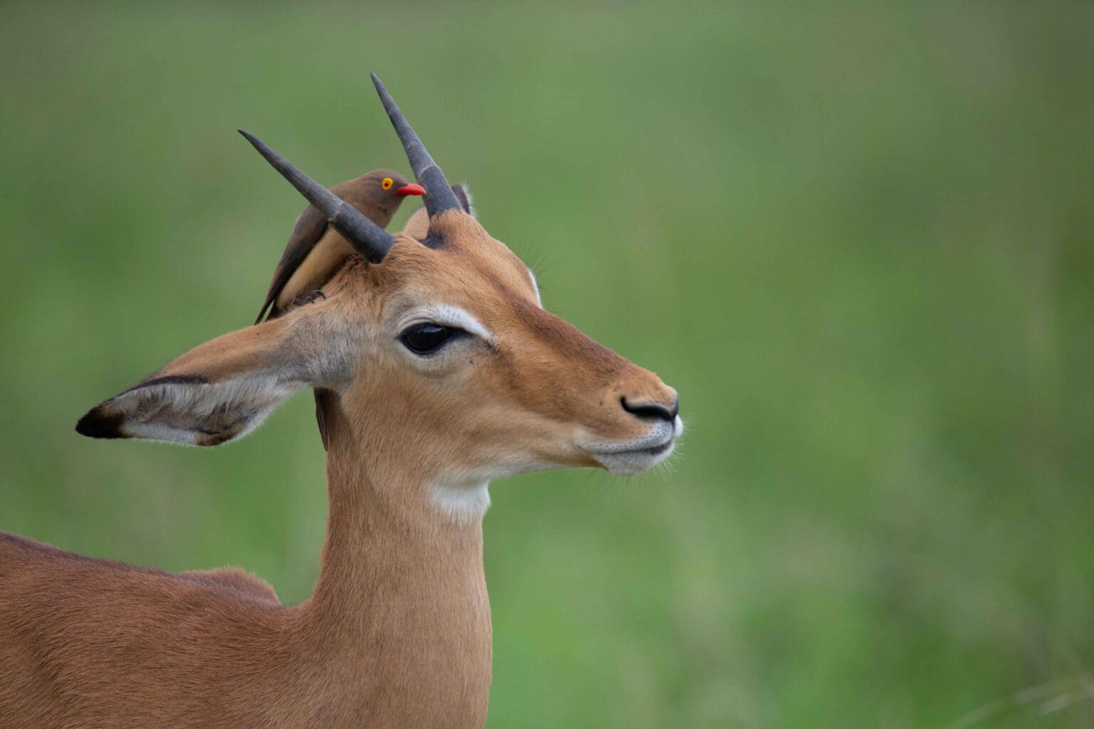 3 Days Big 5 Budget Safari – Tarangire, Ngorongoro & Manyara