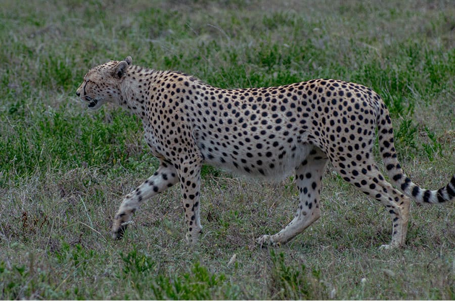 4 Days Nyerere & Mikumi Safari
