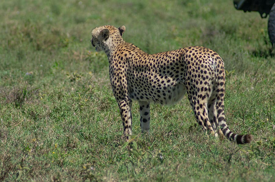 Selous Game Reserve – 3 Days
