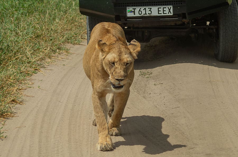 5 Days Mikumi & Ruaha Safari
