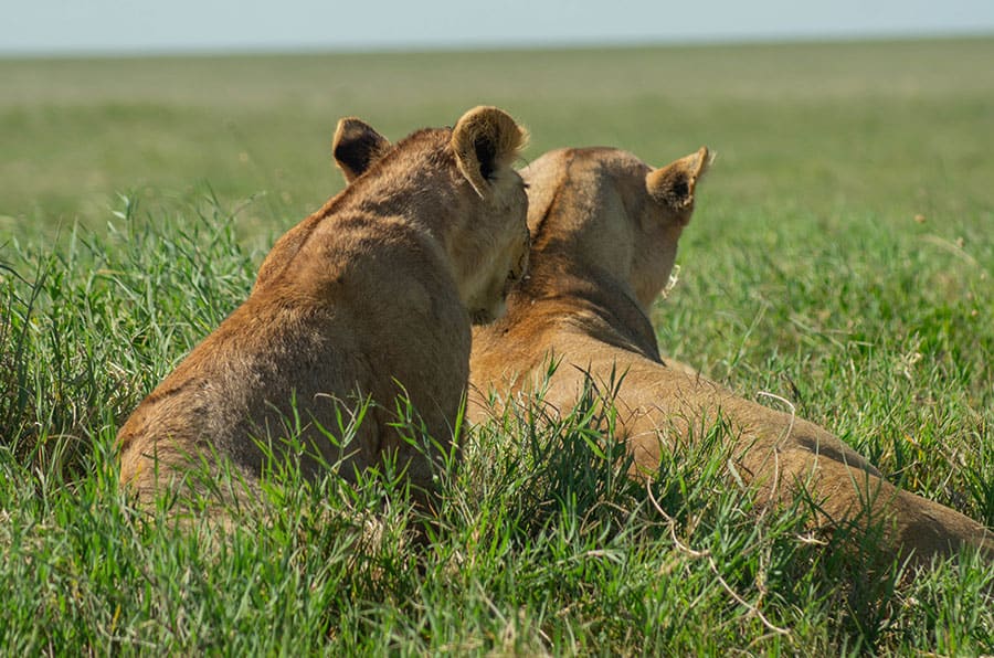 6 Days All-Inclusive Luxury Tanzania Safari