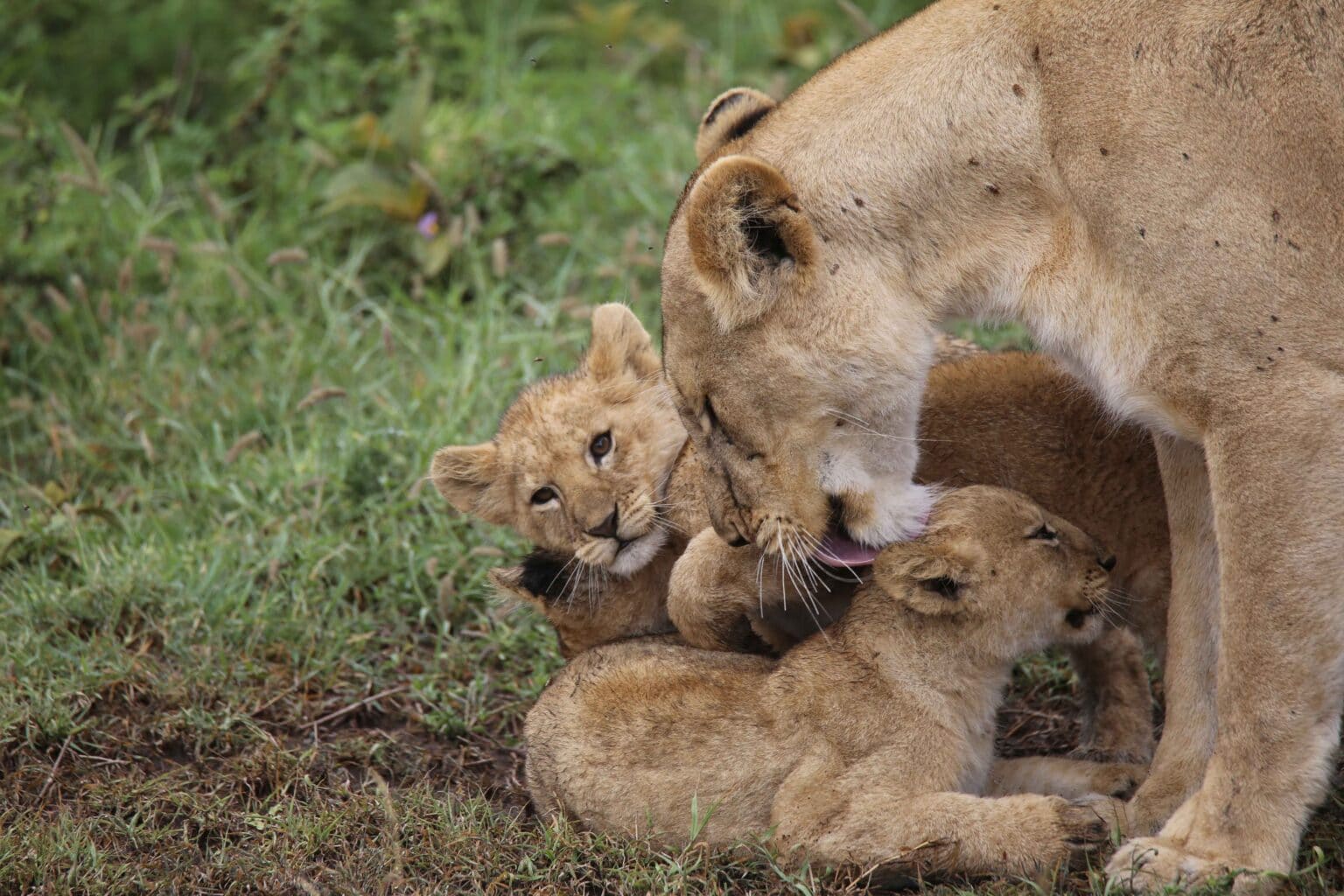7 Days Northern Tanzania Wildlife Safari