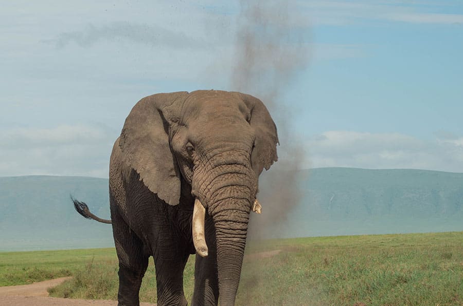 8 Days Northern Tanzania Wildlife Safari