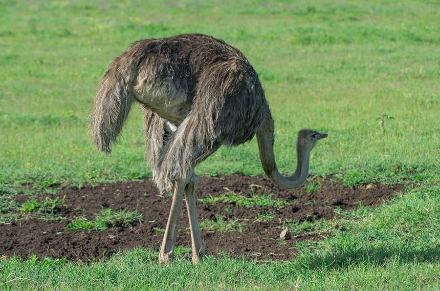 8 Days Northern Tanzania Wildlife Safari