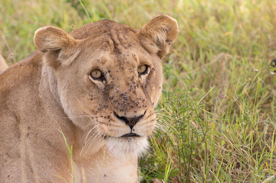 5 Days Budget Safari – Tarangire, Serengeti, Ngorongoro & Materuni