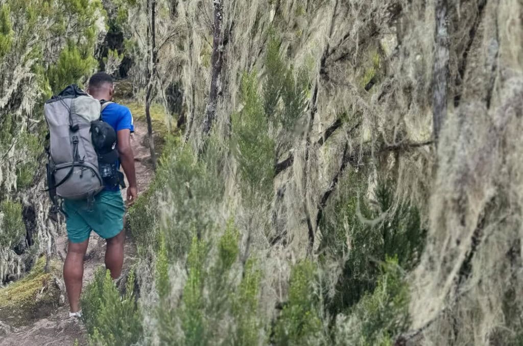 Kilimanjaro Day Hike to Shira Plateau