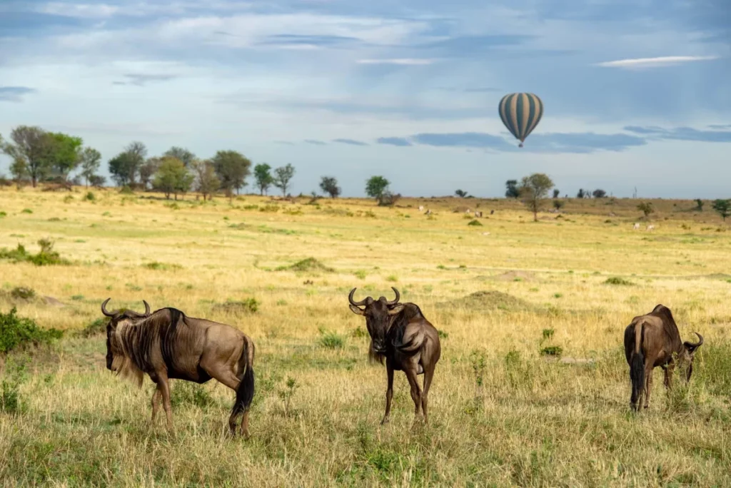 Ndutu Migration Safari Calving Season 5 Days