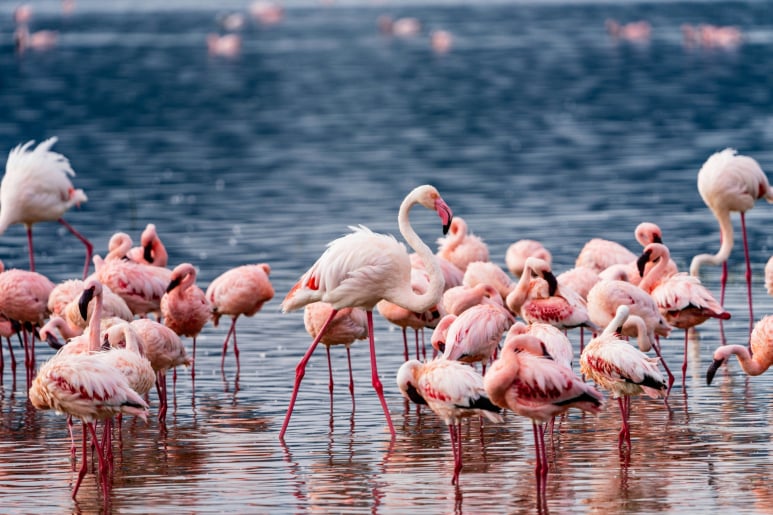 5 Days Lake Manyara Ngorongoro Serengeti Safari