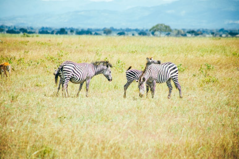 1 Day Safari Mikumi National Park