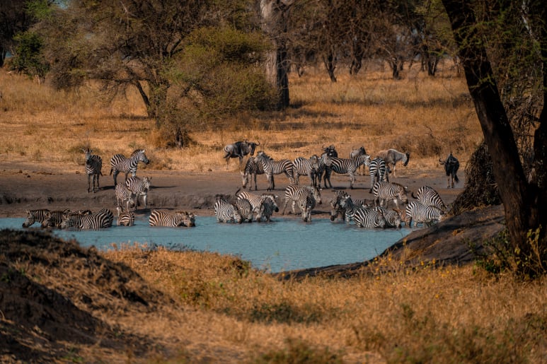 1 Day Safari Ruaha National Park
