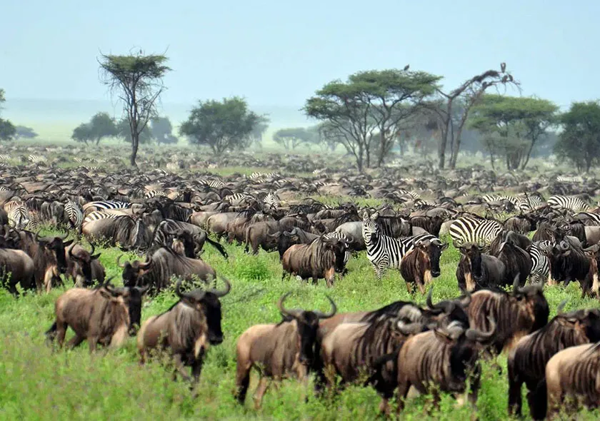 Wildlife safari game drive in Tanzania