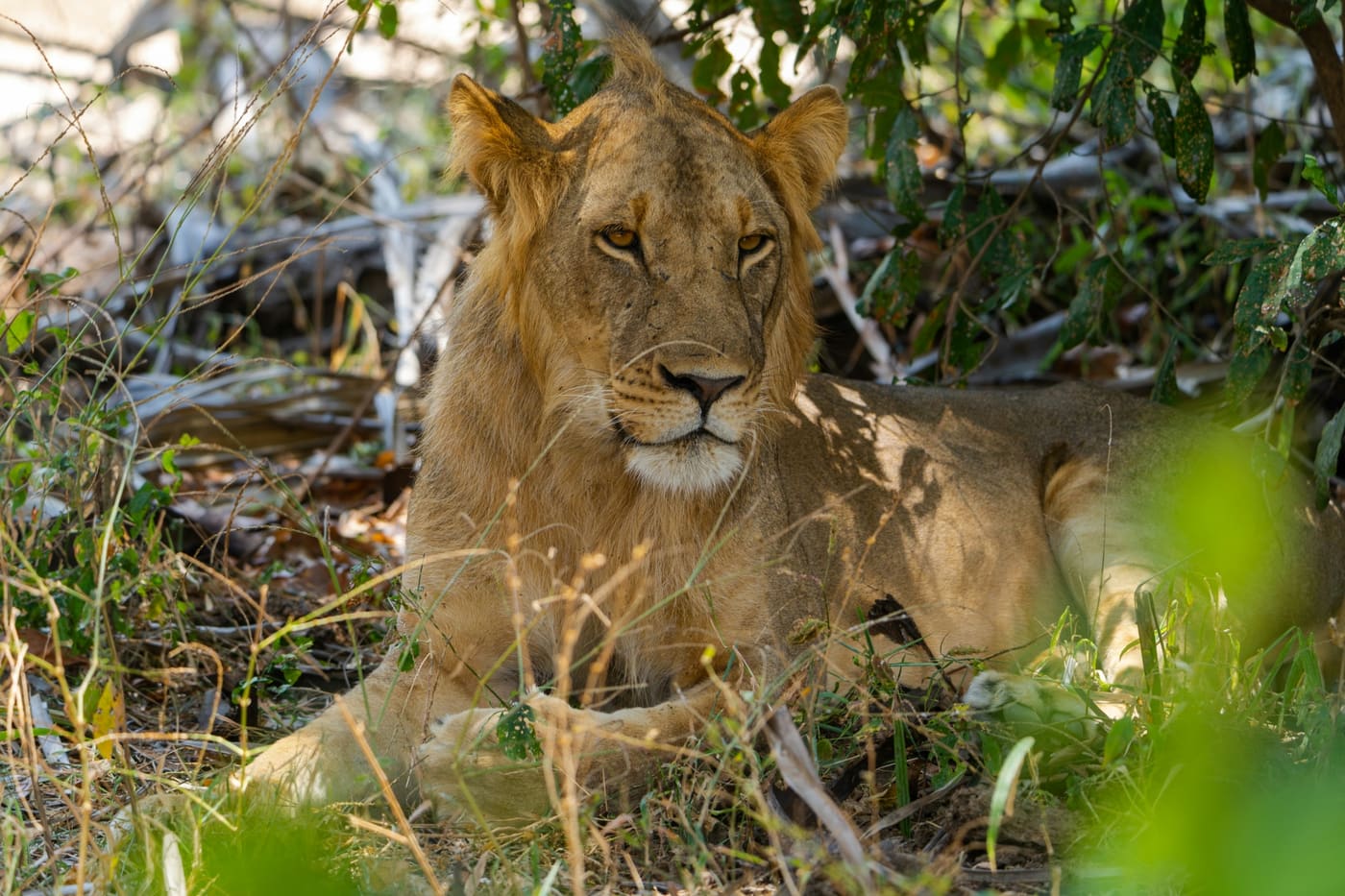 Southern circuit safari landscapes in Tanzania