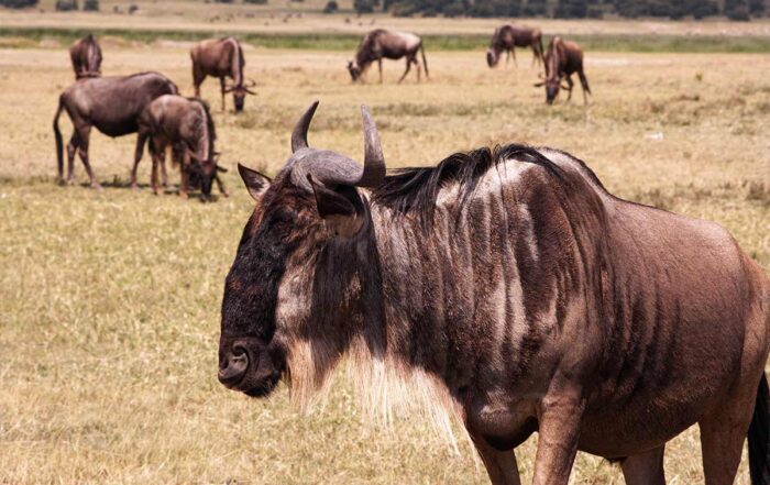 5 Days Serengeti Ngorongoro, Tarangire & Lake Natron