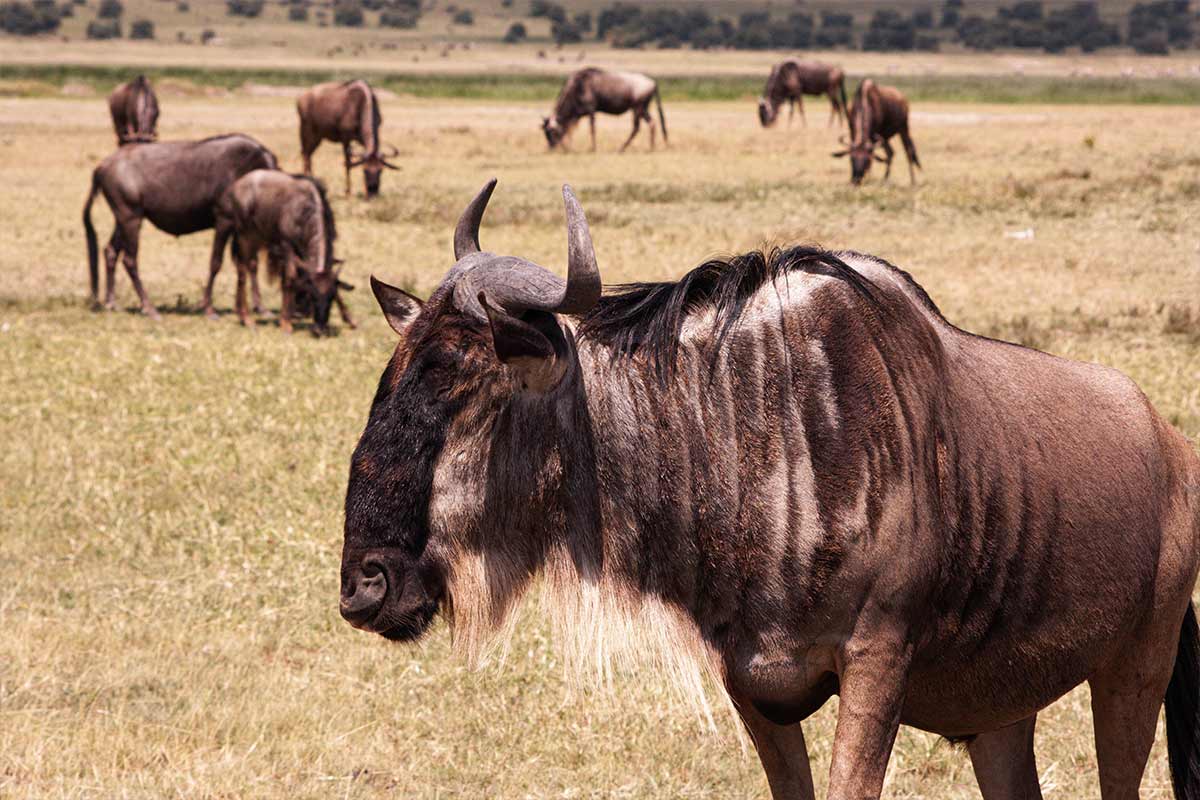 5 Days Serengeti Ngorongoro, Tarangire & Lake Natron