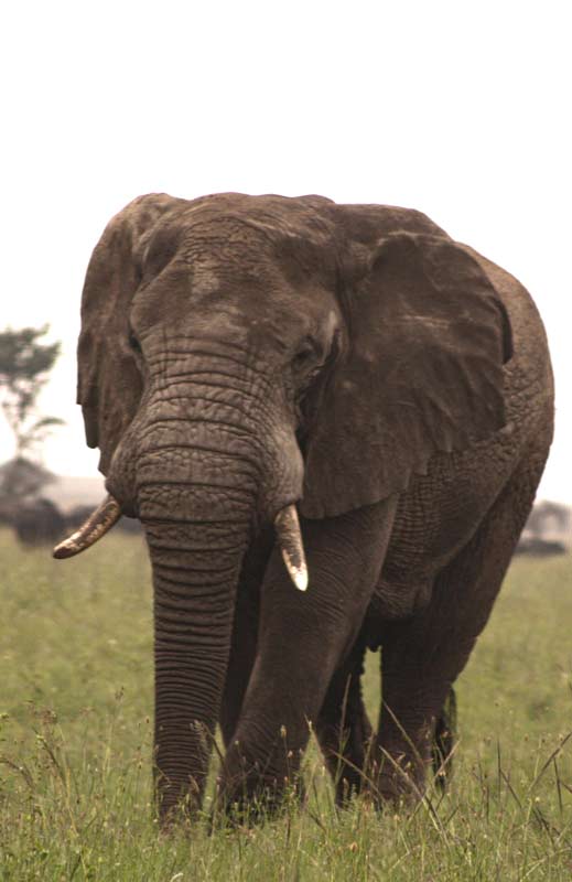 Protect-the-Environment