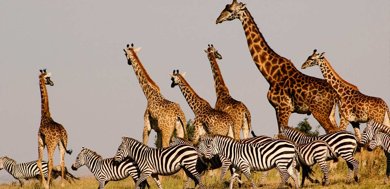 13 Days Ultimate Southern Tanzania Safari Experience