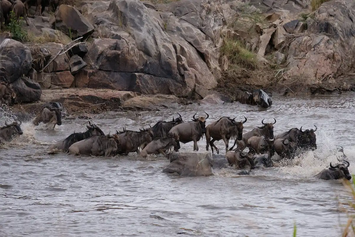 7 Days Northern Tanzania Safari