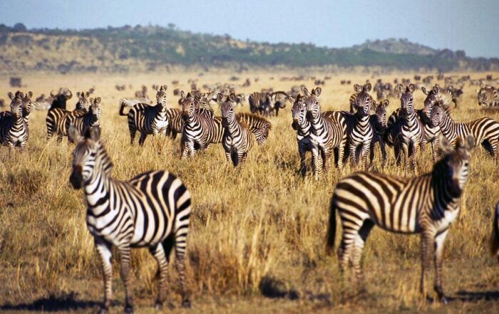 When is the best time to visit Tanzania