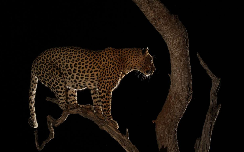 A Night Game Drive In Serengeti