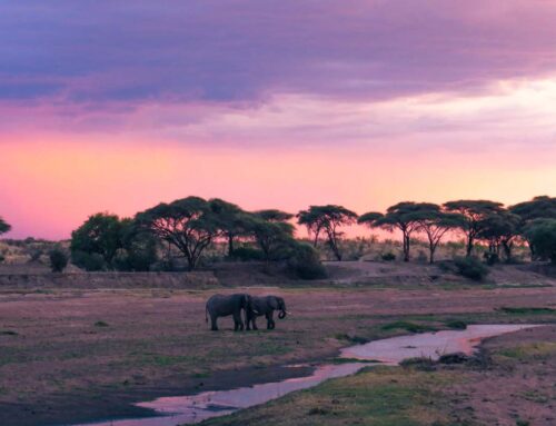 Explore Tanzania’s Hidden Treasures: Off-the-Beaten-Path Safari Spots