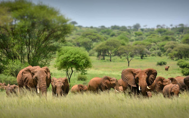 Why Is Serengeti A Top Tourist Attraction?