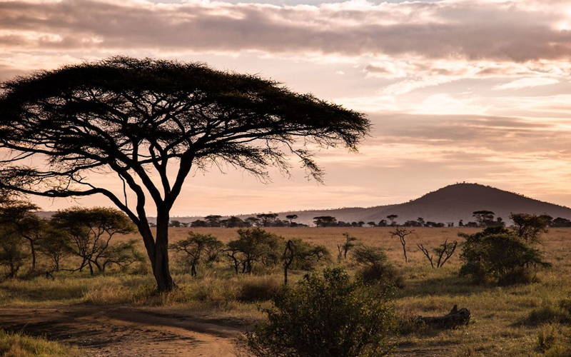 Why Is Serengeti A Top Tourist Attraction?