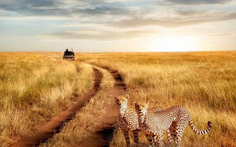 Why Is Serengeti A Top Tourist Attraction?
