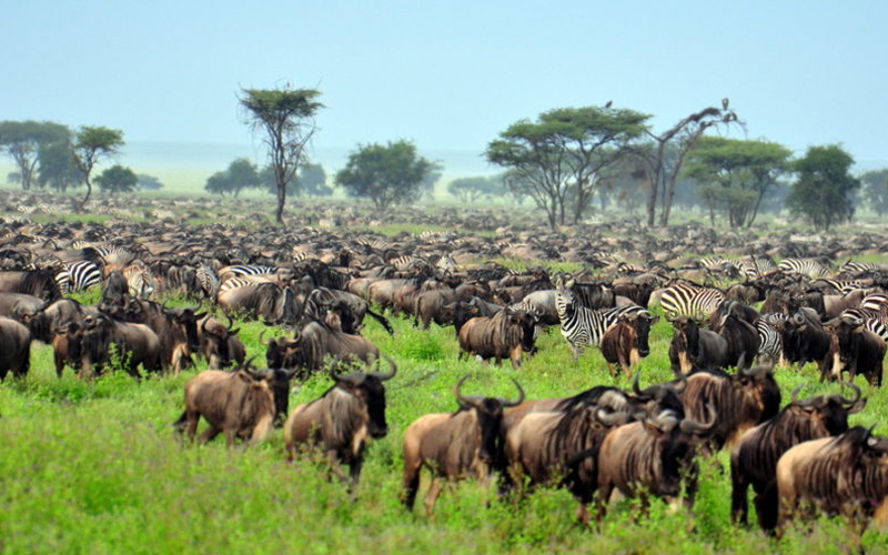 Why Is Serengeti A Top Tourist Attraction?